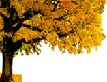 Baum