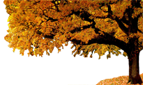 Baum